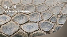  Presentation with turtle - Theme enhanced with skin of a turtle background and a gray colored foreground