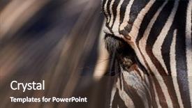  Presentation with skin - Cool new PPT theme with skin of african zebra zebra backdrop and a tawny brown colored foreground