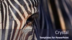  Presentation with skin - Slide set with skin-of-african-zebra-zebra background and a wine colored foreground