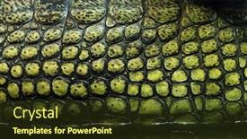  Presentation with skin - Slide deck featuring skin texture gharial gavialis gangeticus also knows as the gavial background and a tawny brown colored foreground