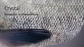 Presentation with fish scales - PPT theme consisting of skin with scales and thoracic background and a  colored foreground