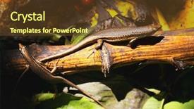  Presentation with fruit - Amazing presentation design having fregates - skinks lizards feeding on fruit backdrop and a tawny brown colored foreground