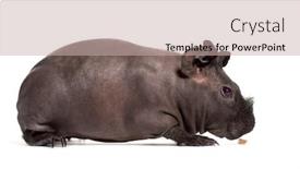  Presentation with skinny pig - PPT theme featuring skinny pig guinea pig against white background background and a soft green colored foreground