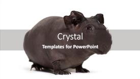  Presentation with skinny pig - Cool new PPT layouts with skinny pig guinea pig against white background backdrop and a dark gray colored foreground