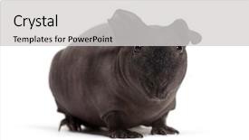  Presentation with skinny pig - Slide deck with skinny pig guinea pig background and a light gray colored foreground