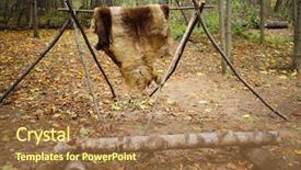  Presentation with animal cruelty - Beautiful theme featuring skins drying on wooden stake backdrop and a coral colored foreground