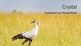  Presentation with serengeti africa - Cool new presentation design with skirt waling in open grassland backdrop and a lemonade colored foreground