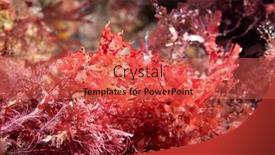  Presentation with algae - PPT theme having skittish-and-elusive-crevice-kelpfish background and a  colored foreground