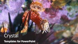  Presentation with hops - Slide deck with skittish-mosshead-warbonnet-fish-wraps background and a dark gray colored foreground