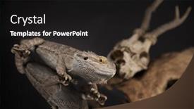  Presentation with agama - Amazing PPT theme having skull-lizard-agama-antlers-dragon backdrop and a black colored foreground