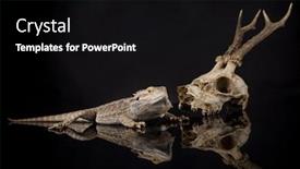  Presentation with agama - Audience pleasing slide deck consisting of skull-lizard-agama-antlers-dragon backdrop and a black colored foreground