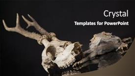  Presentation with agama - PPT layouts enhanced with skull-lizard-agama-antlers-dragon background and a black colored foreground