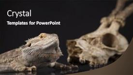  Presentation with agama - Audience pleasing slide deck consisting of skull-lizard-agama-antlers-dragon backdrop and a black colored foreground