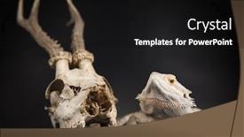  Presentation with agama - Presentation design featuring skull-lizard-agama-antlers-dragon background and a black colored foreground