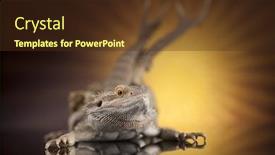  Presentation with agama - Beautiful slide deck featuring skull-lizard-agama-antlers-dragon backdrop and a tawny brown colored foreground