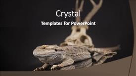  Presentation with agama - Audience pleasing slides consisting of skull-lizard-agama-antlers-dragon backdrop and a dark gray colored foreground