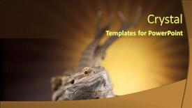  Presentation with agama - Amazing theme having skull-lizard-agama-antlers-dragon backdrop and a tawny brown colored foreground