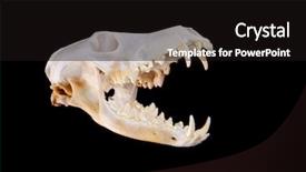  Presentation with jaw - Beautiful PPT theme featuring skull of a coyote canis backdrop and a wine colored foreground