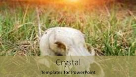  Presentation with skull - Slide deck enhanced with skull-of-a-wild-animal background and a yellow colored foreground