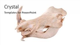  Presentation with skull - Slide set having skull of an african wart hog isolated on a white background background and a white colored foreground