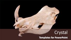  Presentation with skull - Colorful slide set enhanced with skull of an african wart hog on a black background backdrop and a tawny brown colored foreground