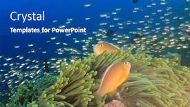  Presentation with sea - PPT theme featuring skunk-anemonefih-or-clownfish background and a ocean colored foreground