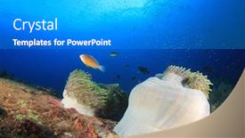  Presentation with coral - Theme consisting of skunk anemonefish clownfish fish on coral reef underwater background and a light gray colored foreground