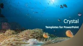  Presentation with clownfish nemo fish - Amazing presentation theme having skunk anemonefish clownfish nemo fish backdrop and a ocean colored foreground