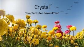  Presentation with birds flying - Colorful PPT layouts enhanced with sky and flowers migratory birds backdrop and a light blue colored foreground