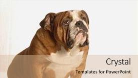  Presentation with upwards - Audience pleasing presentation theme consisting of sky as if praying backdrop and a coral colored foreground