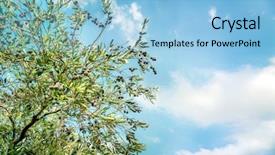  Presentation with olive tree - Amazing slides having agricultural landscape olive oil production backdrop and a light blue colored foreground