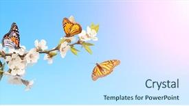  Presentation with monarch butterflies - Presentation theme consisting of spring templates - flowers of cherry and monarch background and a sky blue colored foreground