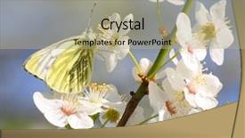  Presentation with cherry blossom - Audience pleasing slides consisting of sky colorfull - white butterfly on wild cherry backdrop and a mint green colored foreground