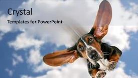  Presentation with basset hound - Amazing presentation theme having sky diving - basset hound flying backdrop and a light blue colored foreground