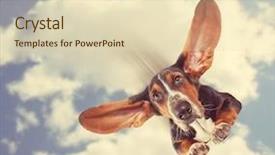  Presentation with basset hound - Audience pleasing theme consisting of sky diving - basset hound flying backdrop and a soft green colored foreground