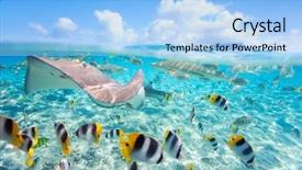  Presentation with sharks - Audience pleasing presentation theme consisting of sky diving - colorful fish stingray and black backdrop and a light blue colored foreground