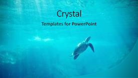  Presentation with turtle - Amazing slide deck having sky diving - green sea turtle chelonia mydas backdrop and a cyan colored foreground