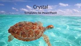  Presentation with sea water - Amazing slides having sky diving - green sea turtle chelonia mydas backdrop and a light blue colored foreground