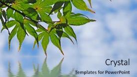  Presentation with maple leaf - Amazing theme having sky with leaf touching water backdrop and a  colored foreground