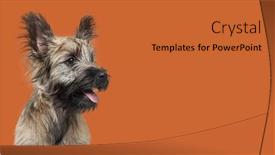  Presentation with head - PPT theme consisting of skye-terrier-dog-head-shot background and a red colored foreground