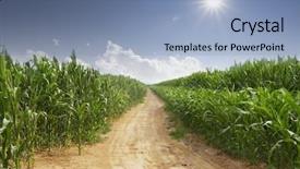  Presentation with corn field - Slide deck having skyline and corn field background and a light blue colored foreground