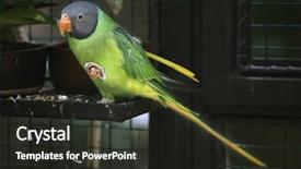  Presentation with underwater wild nature sea life - Audience pleasing presentation design consisting of slaty-headed parakeet psittacula himalayana backdrop and a dark gray colored foreground