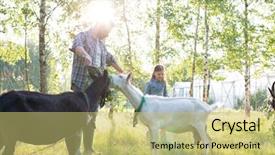  Presentation with goat farm - Colorful PPT theme enhanced with his young daughter feeding backdrop and a yellow colored foreground