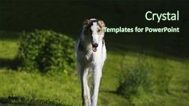  Presentation with eye sight - Amazing slide set having slayer - large borzoi sight-hound backdrop and a  colored foreground