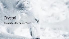  Presentation with russian - Colorful slides enhanced with slayer - russian borzoi sight-hound in close-ups backdrop and a  colored foreground