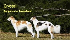  Presentation with forrest - Cool new slides with slayer - two giant borzoi sight-hounds backdrop and a wine colored foreground