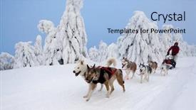  Presentation with dog sled - Beautiful PPT layouts featuring sledge dogging sedivacek's long backdrop and a light blue colored foreground