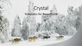  Presentation with long term planning - Presentation with sledge dogging sedivacek's long background and a white colored foreground