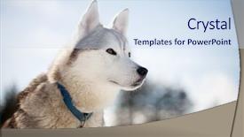  Presentation with finland - Slide set featuring huskies spending time outdoors in lapland finland background and a sky blue colored foreground