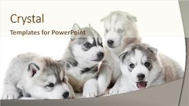  Presentation with husky - Presentation theme featuring dog sledding alaskan malamutes - siberian husky puppy group background and a cream colored foreground